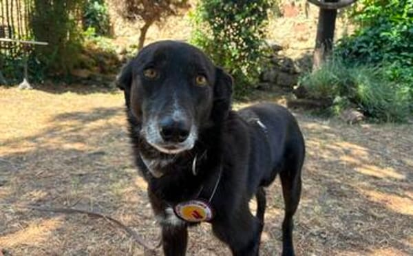 Zuhause gesucht für Nistru