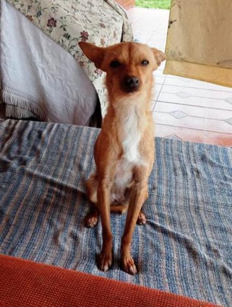 Chispi wurde einfach aussortiert.....