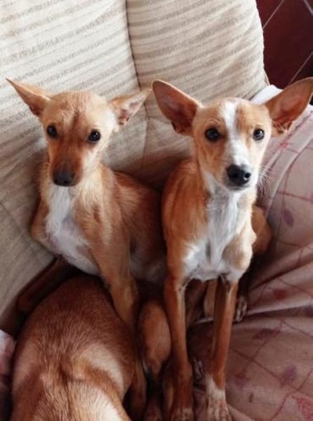 Chispi wurde einfach aussortiert.....