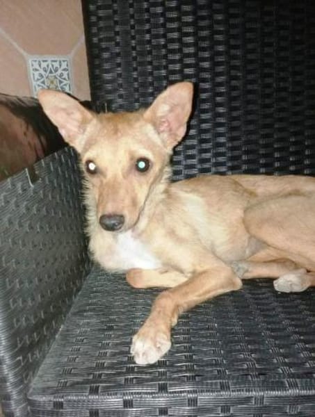 Chispi wurde einfach aussortiert.....