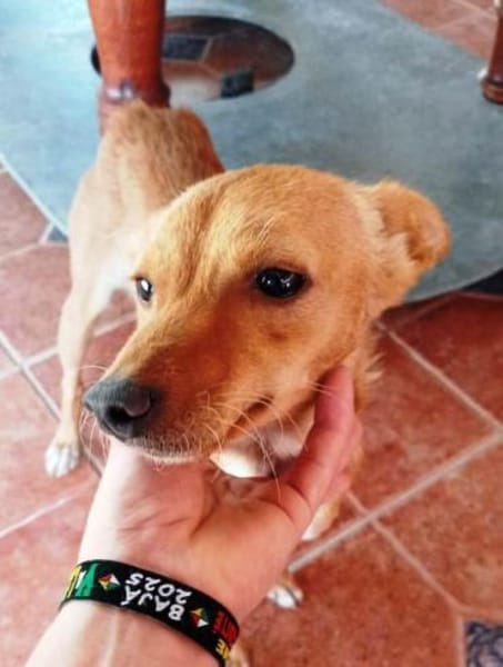 Chispi wurde einfach aussortiert.....