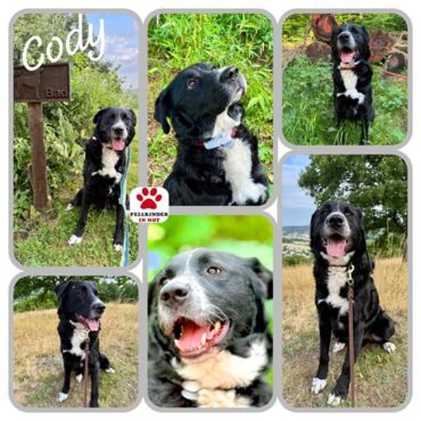 lieber großer Cody sucht sein Zuhause