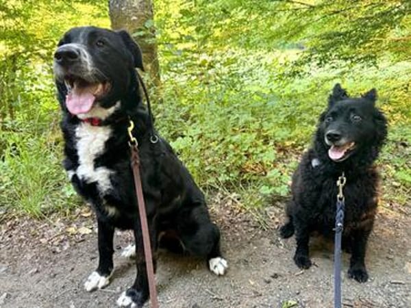 lieber großer Cody sucht sein Zuhause