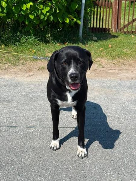 lieber großer Cody sucht sein Zuhause