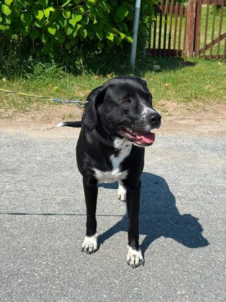 lieber großer Cody sucht sein Zuhause