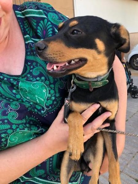 Grisu sucht eine liebevolle Familie