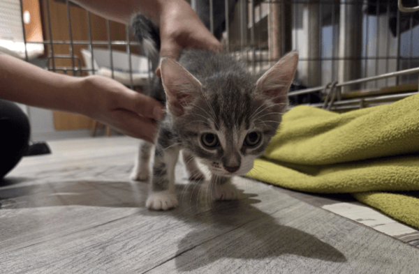 BILLY (a trouvé sa famille)