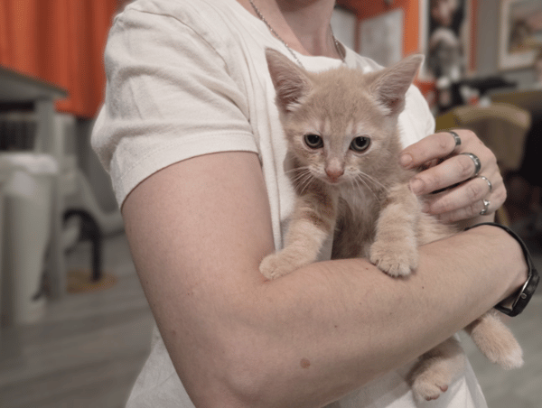 BOBBIE (a trouvé sa famille)
