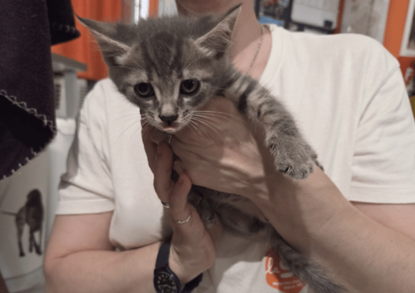 BLITZ en cours d'adoption