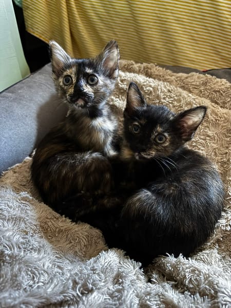 MENCHU et JANNIS