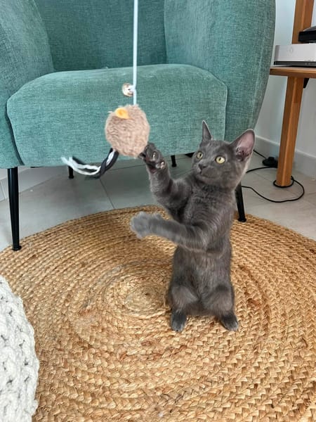 POUPIE