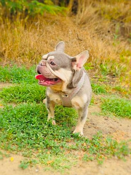 Französisches Bulldoggen Mädchen Buny