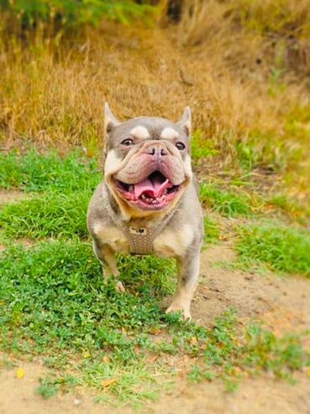 Französisches Bulldoggen Mädchen Buny