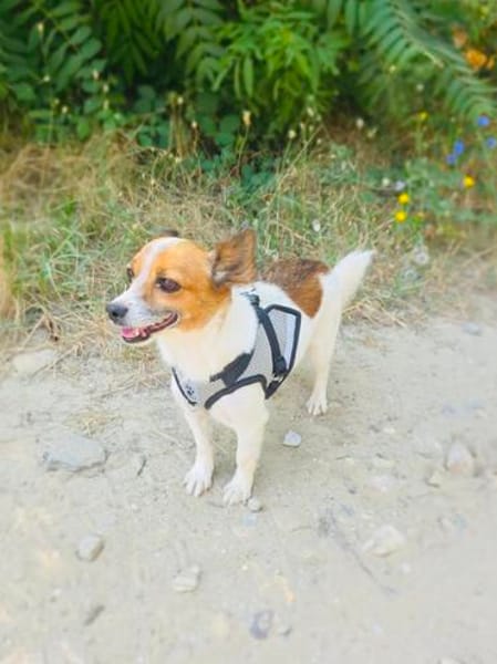 Kleine Sisa sucht kuscheliges Körbchen