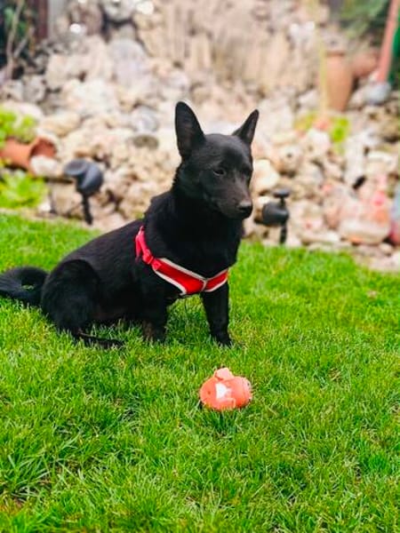 Cherry sucht ein Körbchen