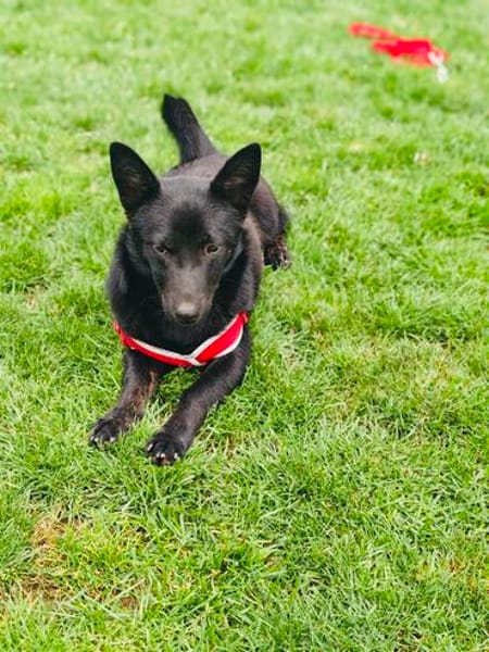 Cherry sucht ein Körbchen