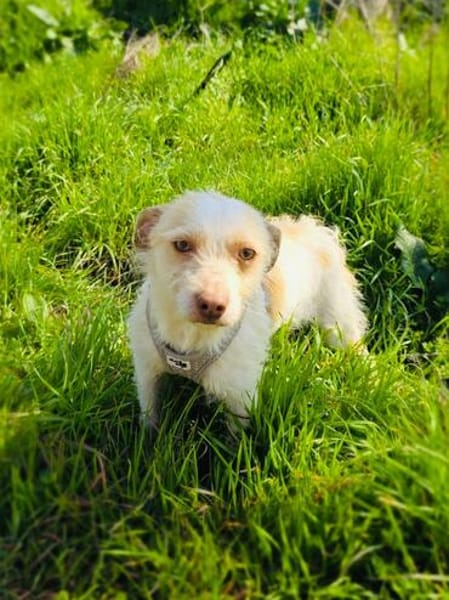 Gero ein toller Begleiter
