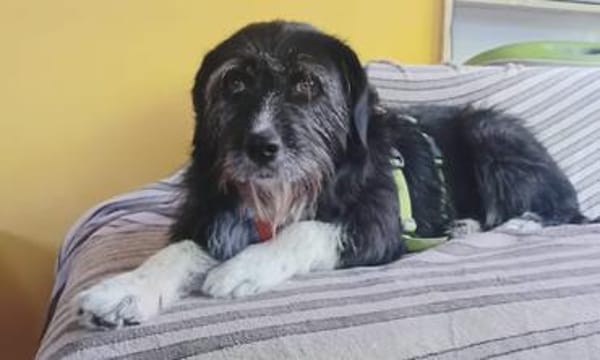 LEONA - auf der Suche nach ihrem Glückskörbchen!