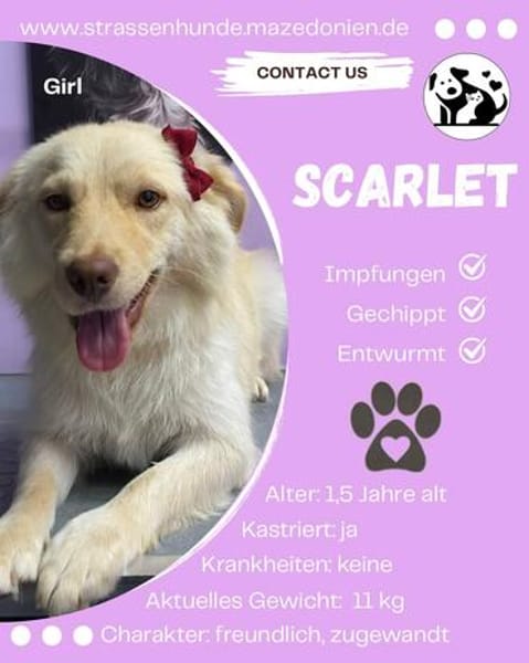 Scarlet  sucht ihr Zuhause