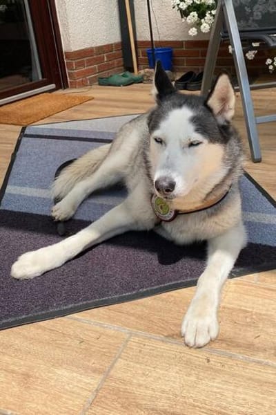 Husky MAXwartet schon in 56626 Andernach