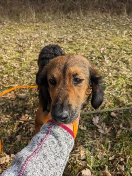 Roma 🧡 süße Hündin auf PS in Bayern su.ländliches Zuhause