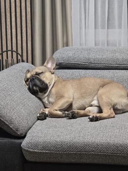 Pablo sucht ein Heim um zu bleiben
