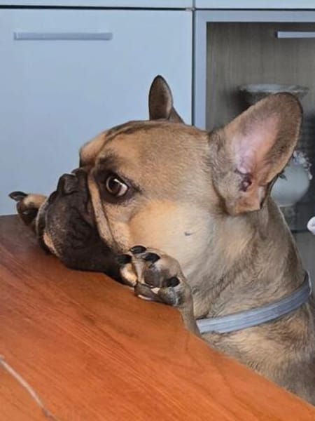 Pablo sucht ein Heim um zu bleiben