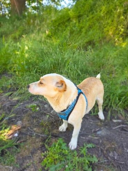 Jack Russel Mix Mädchen Jackie