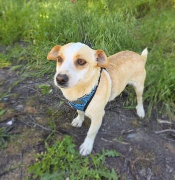 Jack Russel Mix Mädchen Jackie