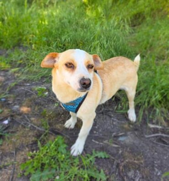 Jack Russel Mix Mädchen Jackie