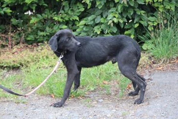 Basti - kinderlieber Familienhund