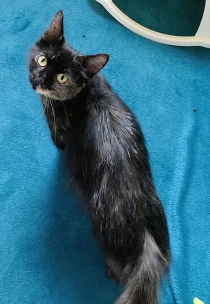 Maleika, Schildpatt-Langhaarkatze