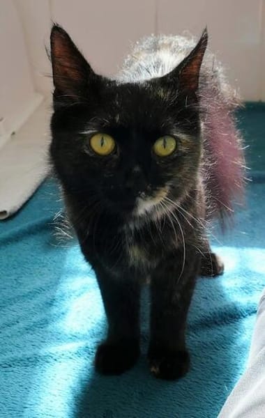 Maleika, Schildpatt-Langhaarkatze