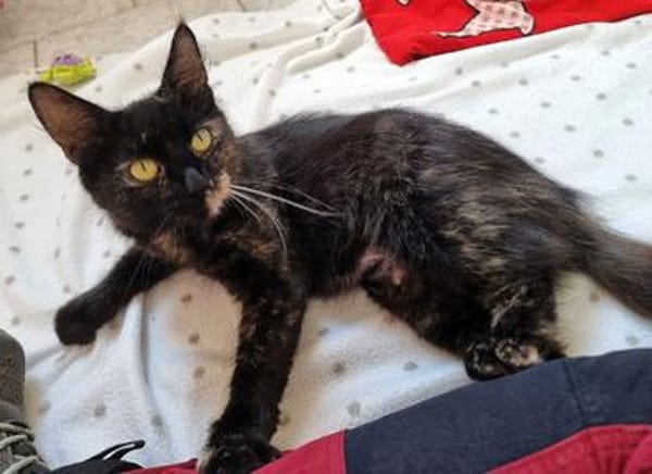 Maleika, Schildpatt-Langhaarkatze