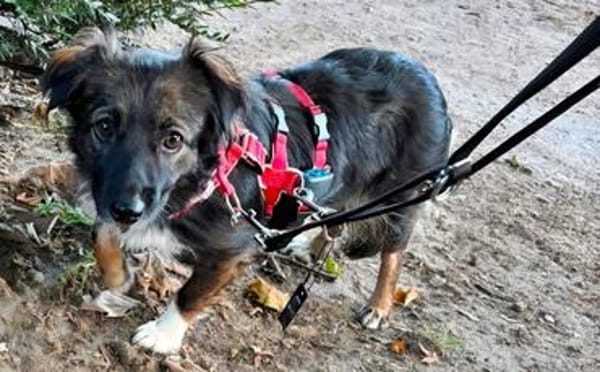 Josie, auf einer Pflegestelle