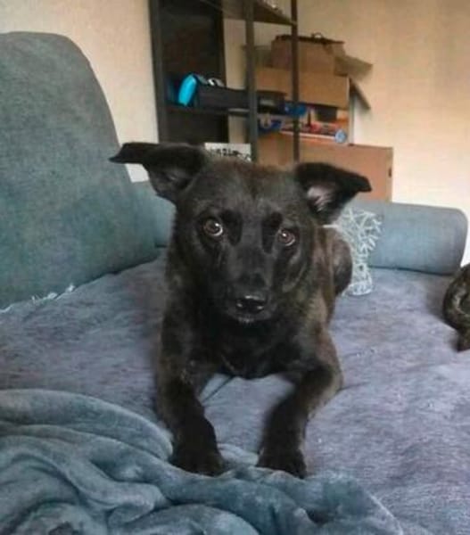 Lilith sucht jetzt ihr Für-immer-Zuhause!