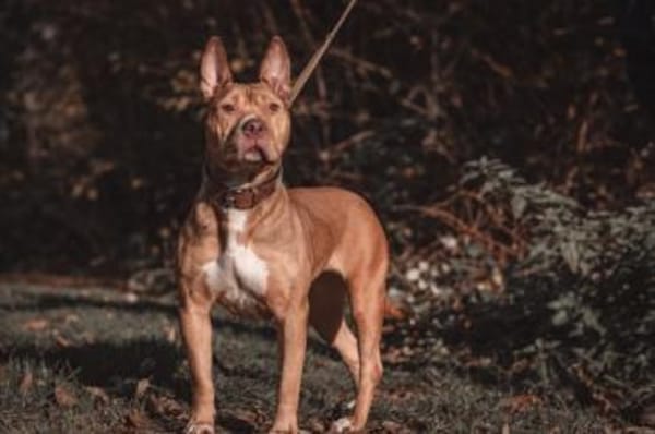 Bella