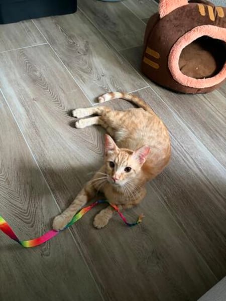 Jamie sucht ein Zuhause