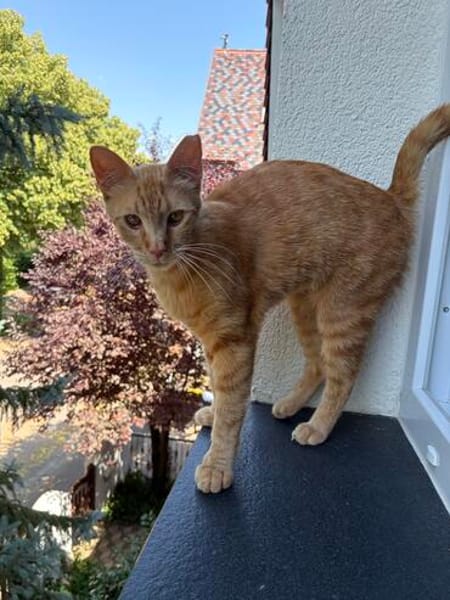 Jamie sucht ein Zuhause