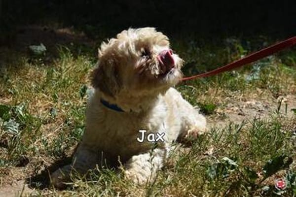 JAX