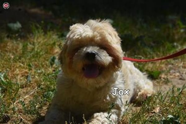 JAX