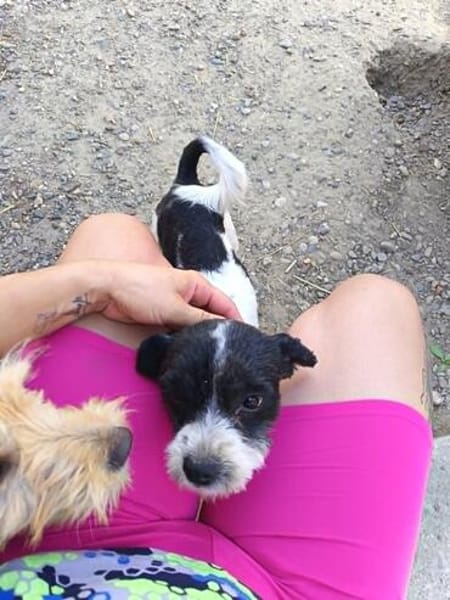 Gipsy, kleine Hündin mit großem Herz