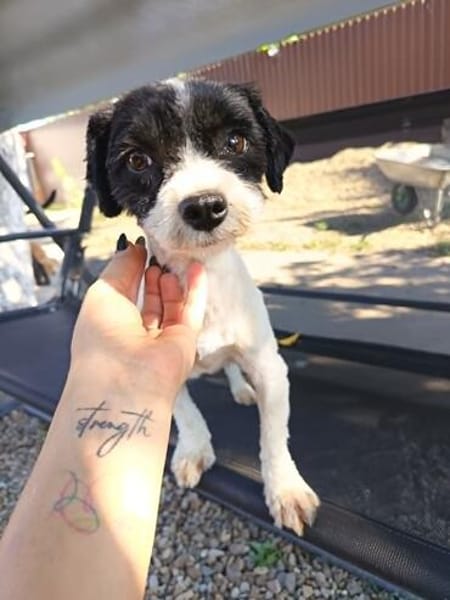 Gipsy, kleine Hündin mit großem Herz
