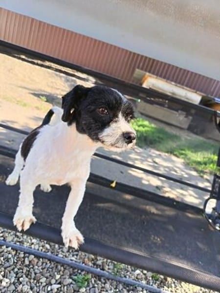 Gipsy, kleine Hündin mit großem Herz