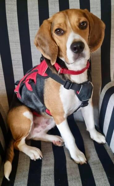 Charlie, verträglich, menschenbezogen