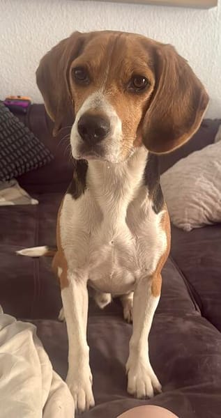 Charlie, verträglich, menschenbezogen