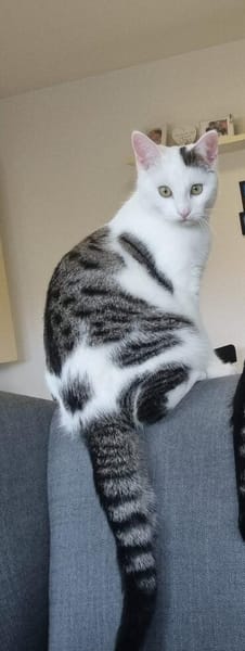 Chino, Oliver und Simon sind Scheidungskinder und