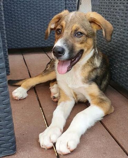lieber Welpenjunge Pepito auf PS in 90443