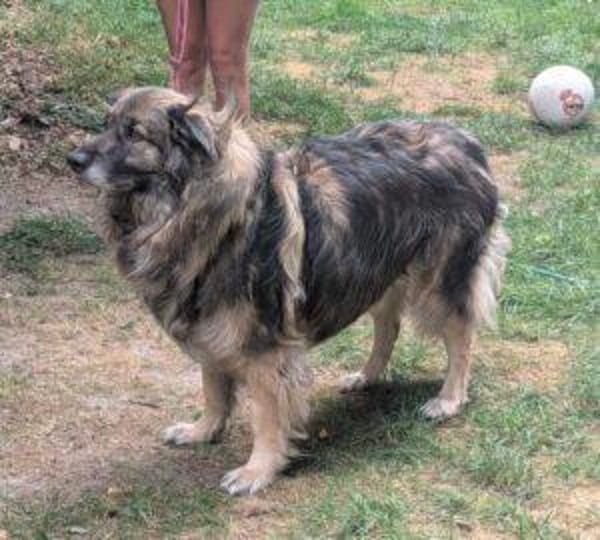 Balu 63 cm (Pflegestelle)