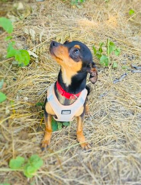 Dobri ein kleiner Pinscher